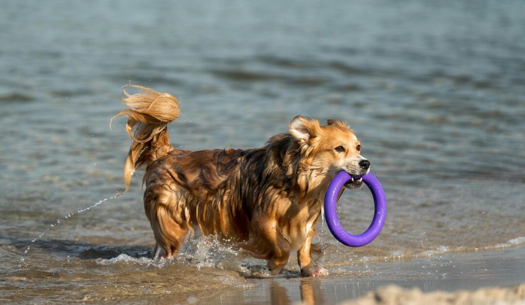 Keep Your Pet Happy and Healthy with Natural Pet Toys That Engage Their Mind