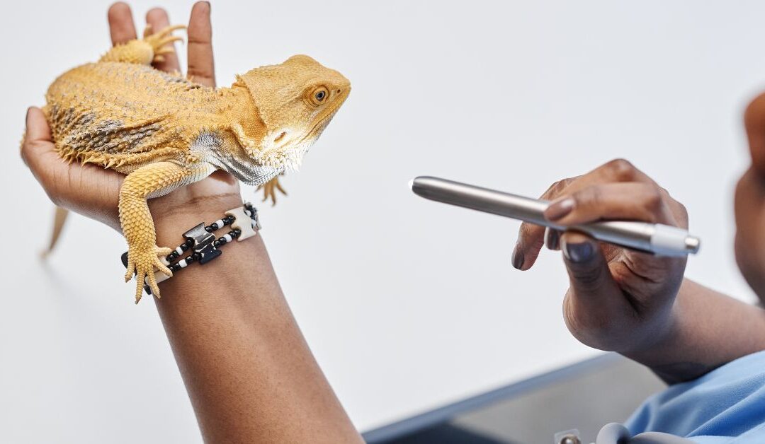 How to Choose the Right Natural Reptile Accessories for a Thriving Habitat