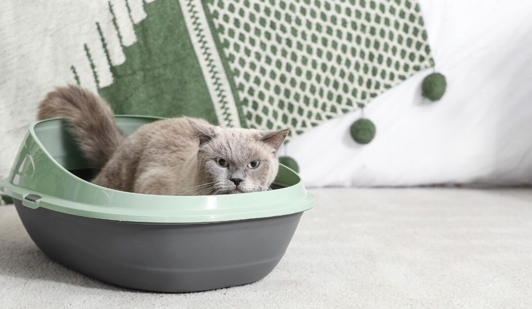 How to Stop Cat Litter Tracking with Natural Cat Litter Solutions