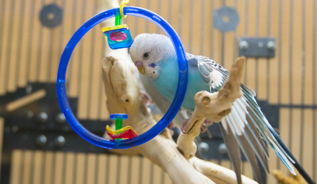 How Natural Bird Cages and Accessories Transform Your Pet Bird’s Life