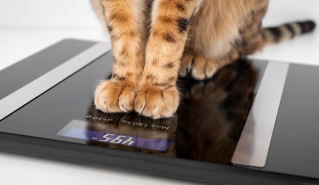 Light Up Your Home With Love: Custom Pet Portrait Lights to Preserve Paw Prints and Memories