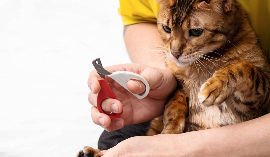 The Best Pet Nail Trimmers to Avoid Accidents and Injuries