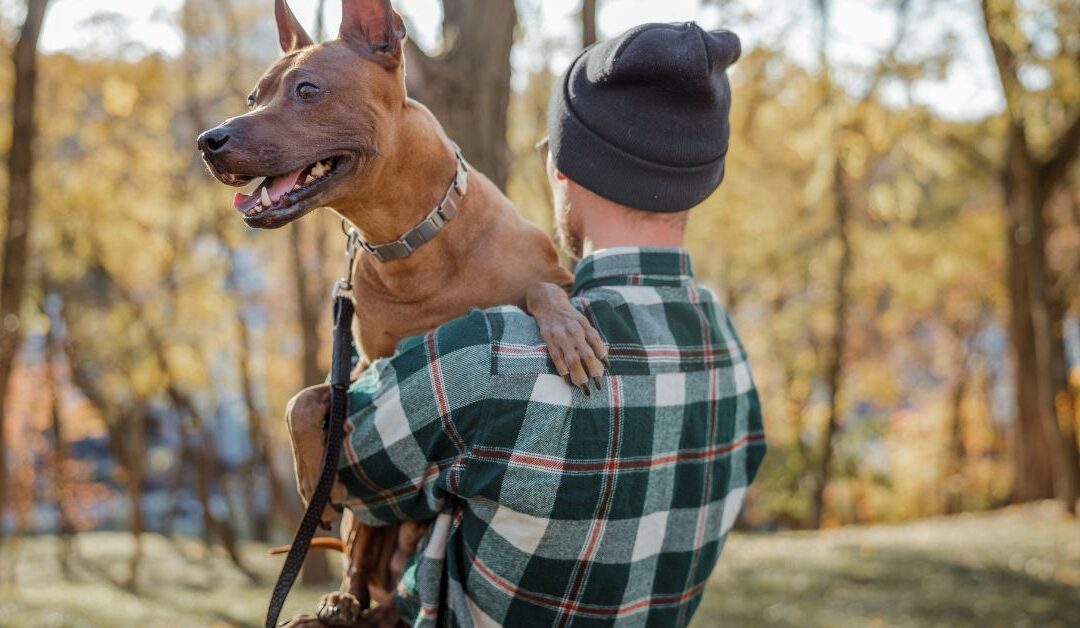 How Natural Pet Outdoor Gear Can Make Travel Stress-Free for You and Your Pet