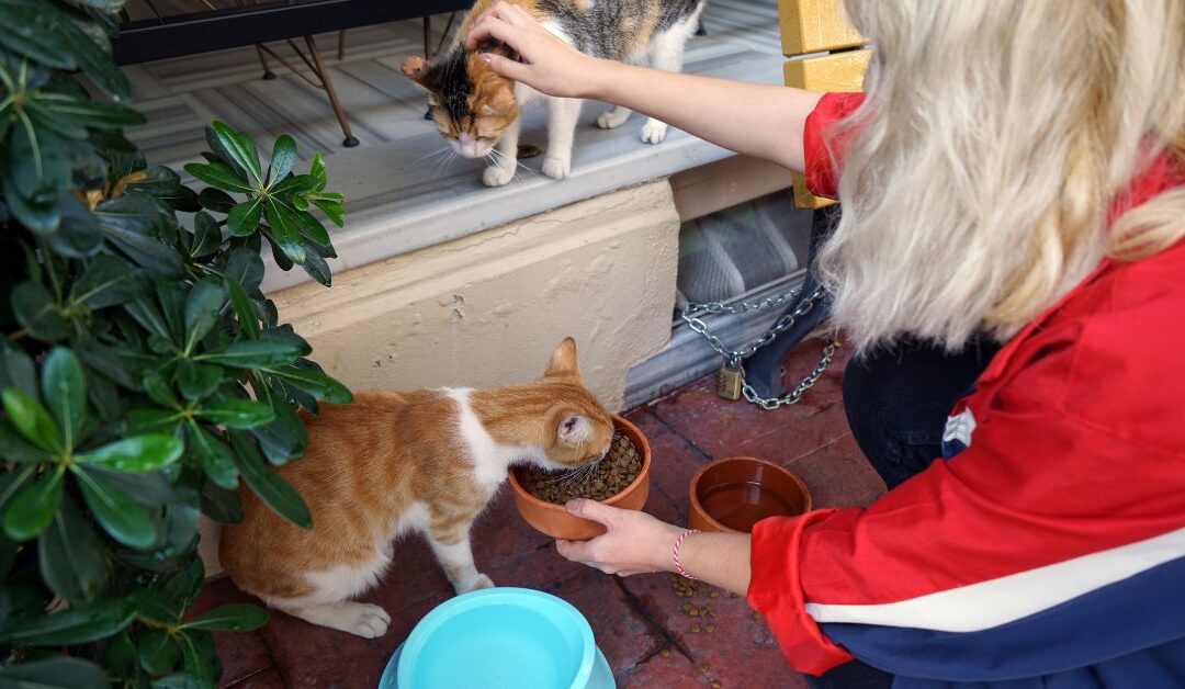 How to Improve Your Pet’s Mealtime with Natural Feeding-Essentials